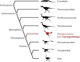 New material reveals the pelvic morphology of Caenagnathidae ...