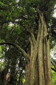 Image result for Synsepalum brevipes