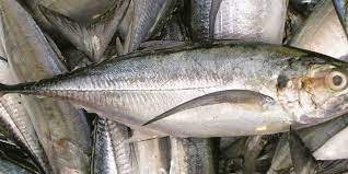 We dont get salmon in india and salmon is a salt water fish. Fish Names In Malayalam And English à´®à´²à´¯ à´³à´¤ à´¤ à´² à´‡ à´— à´² à´· à´²