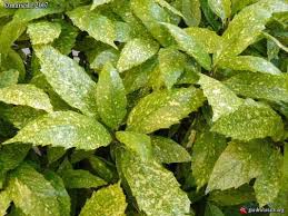 Ideal as a dense screen; Mr Goldstrike Aucuba Best Prices Buyevergreenshrubs Com