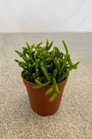 Image result for Rhipsalis