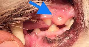 It can be malignant or benign. A Guide To Dog Mouth Lumps Oral Tumours Walkerville Vet
