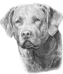 Black And White Chesapeake Bay Retriever Chesapeake Bay Retriever Pencil Print Chesapeake Bay Retriever Dog Portraits Dogs