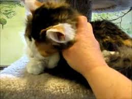 We offer healthy, gorgeous calico persians for sale to approved buyers; Zen Gorgeous Long Haired Calico Adult Female Cat For Adoption Adopted Youtube