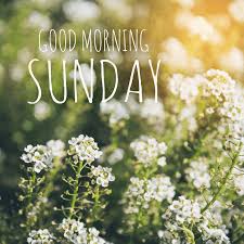 Happy morning wishing you a wonderful sunday. Feb Update Most Beautiful 100 Good Morning Sunday Images Az Quotes