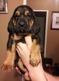 Bloodhound puppies dog pets small photograph 6 x 4 art print photo gift #15558. Bloodhound Puppy Forsale Kentucky