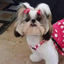 Shih tzu for sale in chesapeake, virginia. Bb S Imperial Shih Tzus Home Facebook