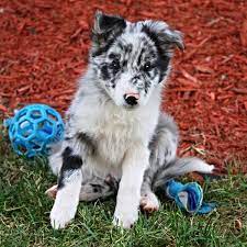 Border Collies For Sale