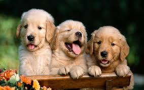 See more ideas about labrador retriever, labrador, chocolate labrador. Three Golden Labrador Retriever Puppies Puppies Retrievers Three Cute Hd Wallpaper Wallpaperbetter