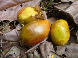 Image result for Icacinaceae