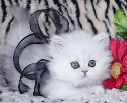 The himalayan is a hybrid breed identical to the persian, but distinguished by the points on the cats' extremities (the please consult the adoption organization for details on a specific pet. Himalayan Kittens For Sale Ny