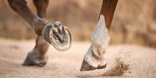 Epingle Sur Cheval Diy