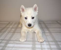 Maybe you would like to learn more about one of these? Siberian Husky Steemit