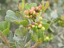 Image result for Searsia