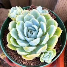 Echeveria big blue is a elegans hybrid with beautiful round blue rosettes. Blue And Green Echeveria Elegans Succulents