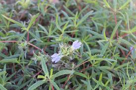 Image result for Blepharis buchneri