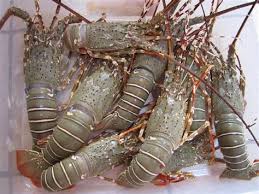 Maha ada kongsikan kepada korang antara aktiviti menarik yang boleh buat kat pulau tioman dan juga post. Gambar Udang Galah Shefalitayal