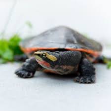 Baby pink belly sideneck turtle. Pink Belly Sideneck Turtle Red Belly Sideneck Turtle Video All Turtles