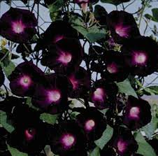 Grow Your Own Flowers 25 Kniolas Black Morning Glory Seeds Etsy In 2021 Morning Glory Seeds Morning Glory Flowers Moon Garden