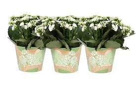Image result for Kalanchoe rosalina