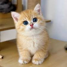 Meow 😻 #cat #kittenlove #instacat #catlover #kittensofinstagram