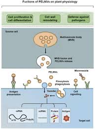 Check spelling or type a new query. Plant Exosome Like Nanovesicles Emerging Therapeutics And Drug Delivery Nanoplatforms Sciencedirect