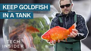 Ow big can a goldfish get? Why Giant Goldfish Are Invading The Planet Youtube