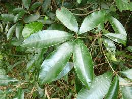 Image result for Englerophytum