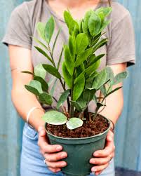 Send indoor & potted plants today. Zz Plant Zamioculcas Zamiifolia Plantvine