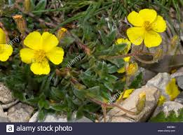 I fiori di montagna dalle forme straordinarie e dai colori bellissimi sono una piccola opera della natura tutta da scoprire. Fiori Gialli Di Montagna