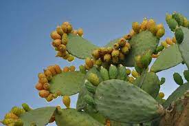 A single plant may consist of hundreds of fleshy, flattened pads. Tunera Cactus Plants Plants Cactus
