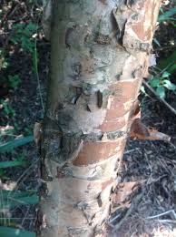 Image result for Heteromorpha arborescens
