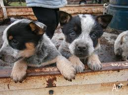 Find the perfect australian cattle dog puppy for sale in california, ca at puppyfind.com. Blue Heeler Dog For Sale Near Me Online