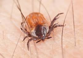Following a tick bite, a dog may exhibit signs of a mild or high. How To Safely Easily Remove Ticks Using Tweezers