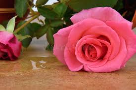 Red Rose With Water Drops The Sun Shines On A Rose Stock Photo Image Of Beauty Plant 159854104