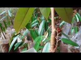 Belajar teknik kawen selit atau mata tunas dengan mudah. Keberhasilan Sambung Dini Pohon Durian