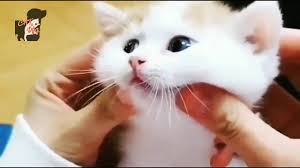 Kucing Kecil Lucu Gemes Imut Cute Kitten Funny Moments Videos Kittens Funny Cute Funny Animals Kittens Cutest