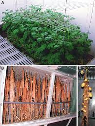Potato Plants Grown In An Aeroponic System A Upper Compartment With Download Scientific Diagram