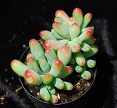 Pay attention to your plant and you will notice that it starts to turn red or change its color when faced with one or more of these conditions, but be sure to read through the article because some of these stress are not good. Succulents Sedums Nature S Wonders
