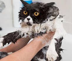 How often you need to bathe your cat depends on the following: Bathing Your Cat Is More Difficult Than Dealing With The Media
