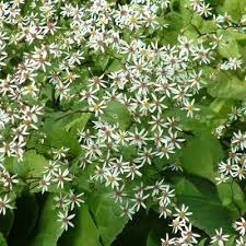 Image result for Asterochaete