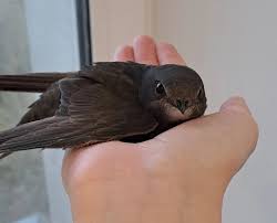 Результат пошуку зображень за запитом "стриж"