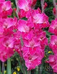 76161 Fairytale Pink Gladiolus Gladiolus Deer Resistant Plants Gladiolus Flower
