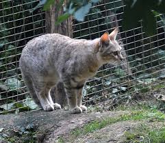 Check spelling or type a new query. African Wildcat Wikipedia