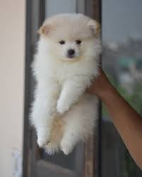 Then this is the right video for you. Teacup Pomeranian Dog Price In Delhi