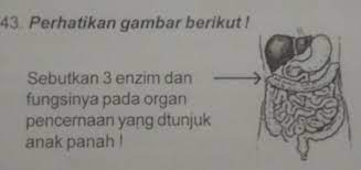 43 Perhatikan Gambar Berikut Sebutkan 3 Enzim Danfungsinya Pada Organpencernaan Yang Ditunjukanak Brainly Co Id