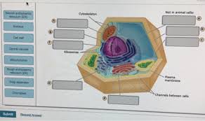 N swelling, formation of aggregates of irregular shape in the matrix, the deposition of calcium salts. Not In Animal Cells Smooth Endoplasmic Reticulum Chegg Com