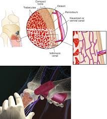 Image result for Intraosseous Access