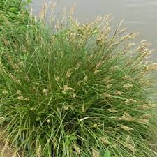 Image result for Carex spicato-paniculata