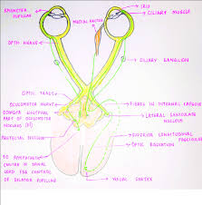 Image result for Optical Reflex